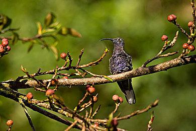 在《中世纪王朝》最新更新中邂逅鸟和战利品 